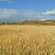corn 83783 1280
