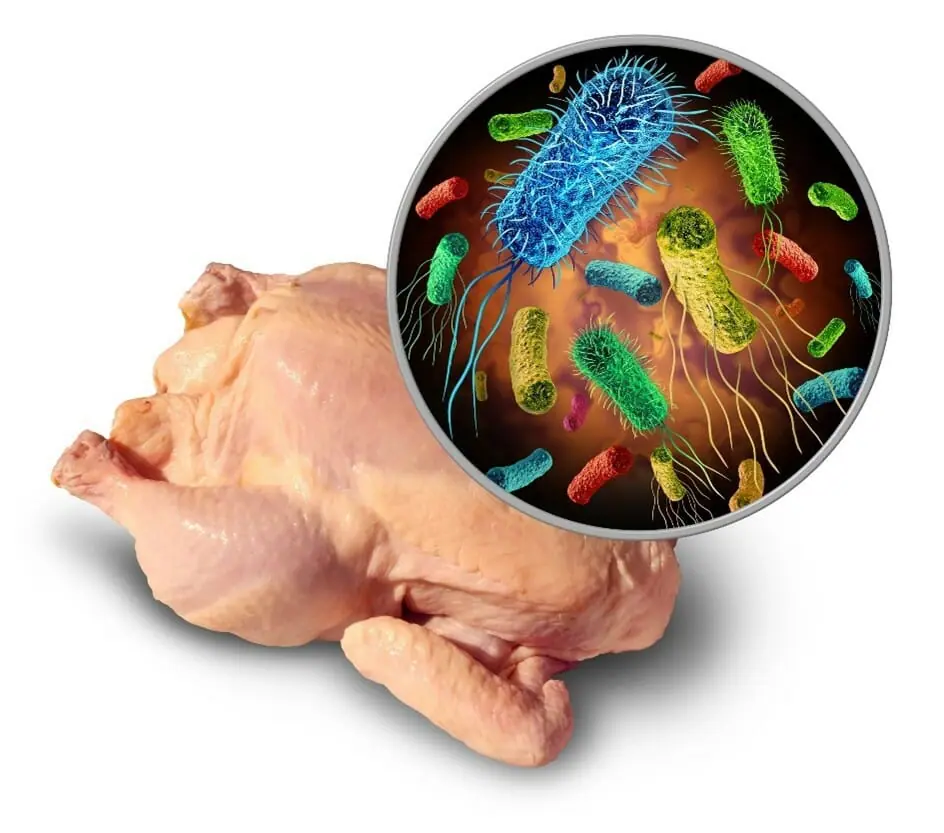 Chicken virus
